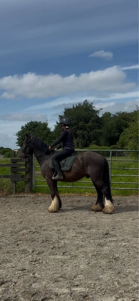 147 4yo cob - Image 4