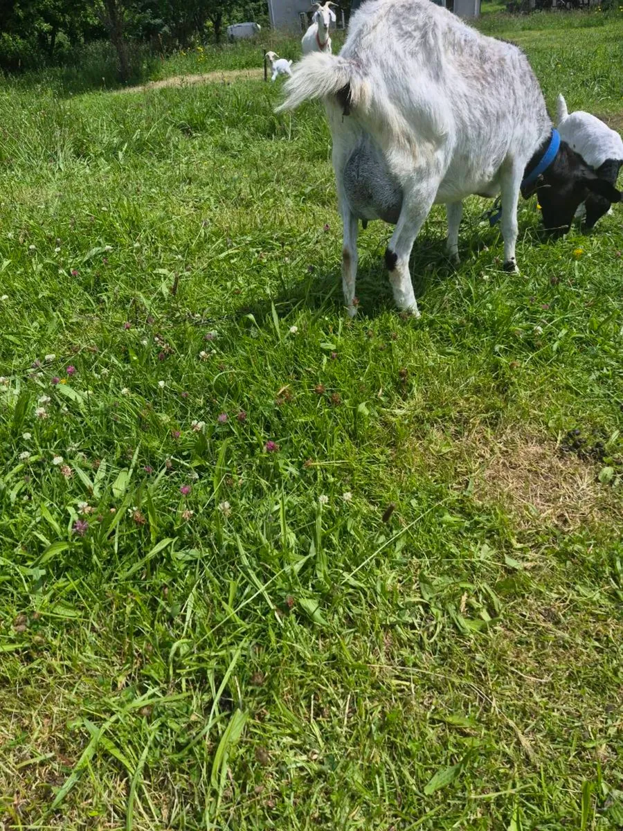 Goats - Image 2