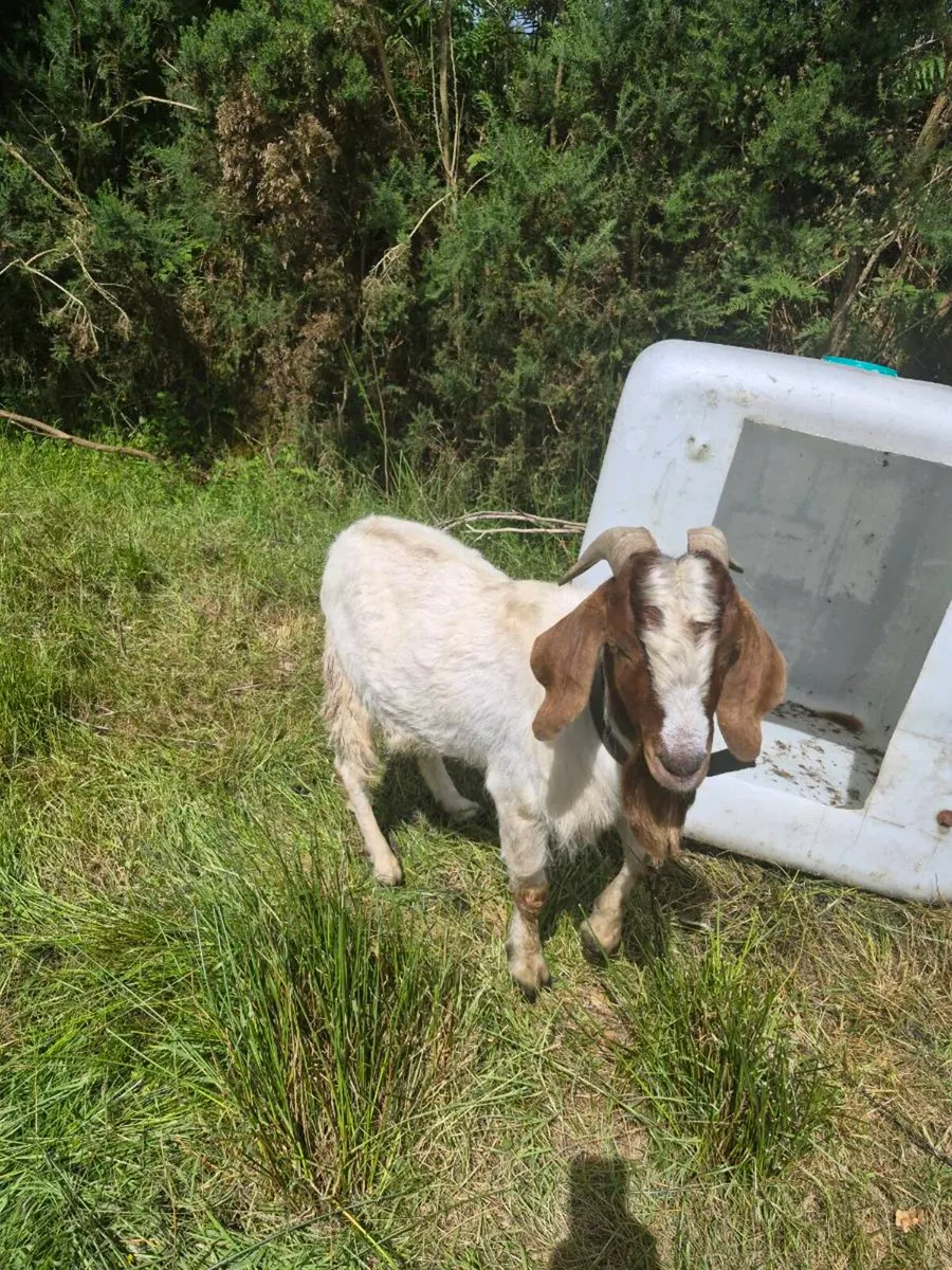 Goats - Image 3