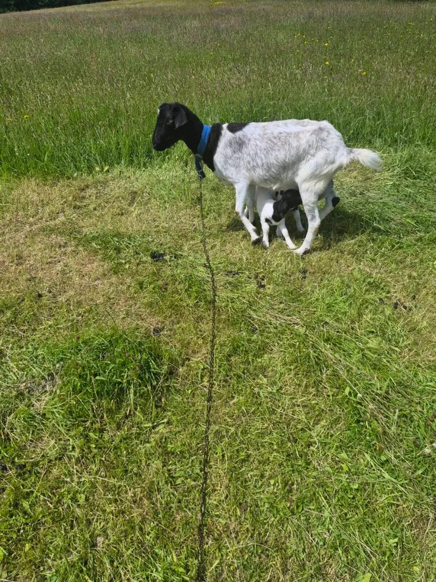 Goats - Image 4