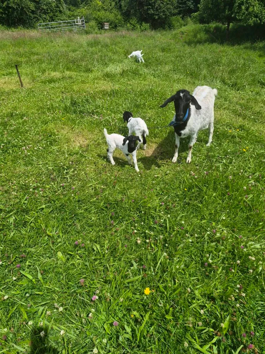 Goats - Image 1