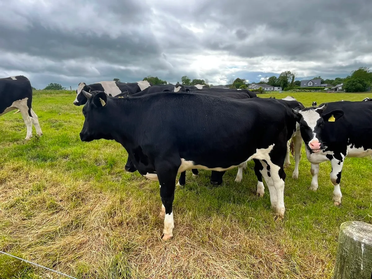 15 Fresian Heifers Enniscorthy Mart 16th June - Image 3