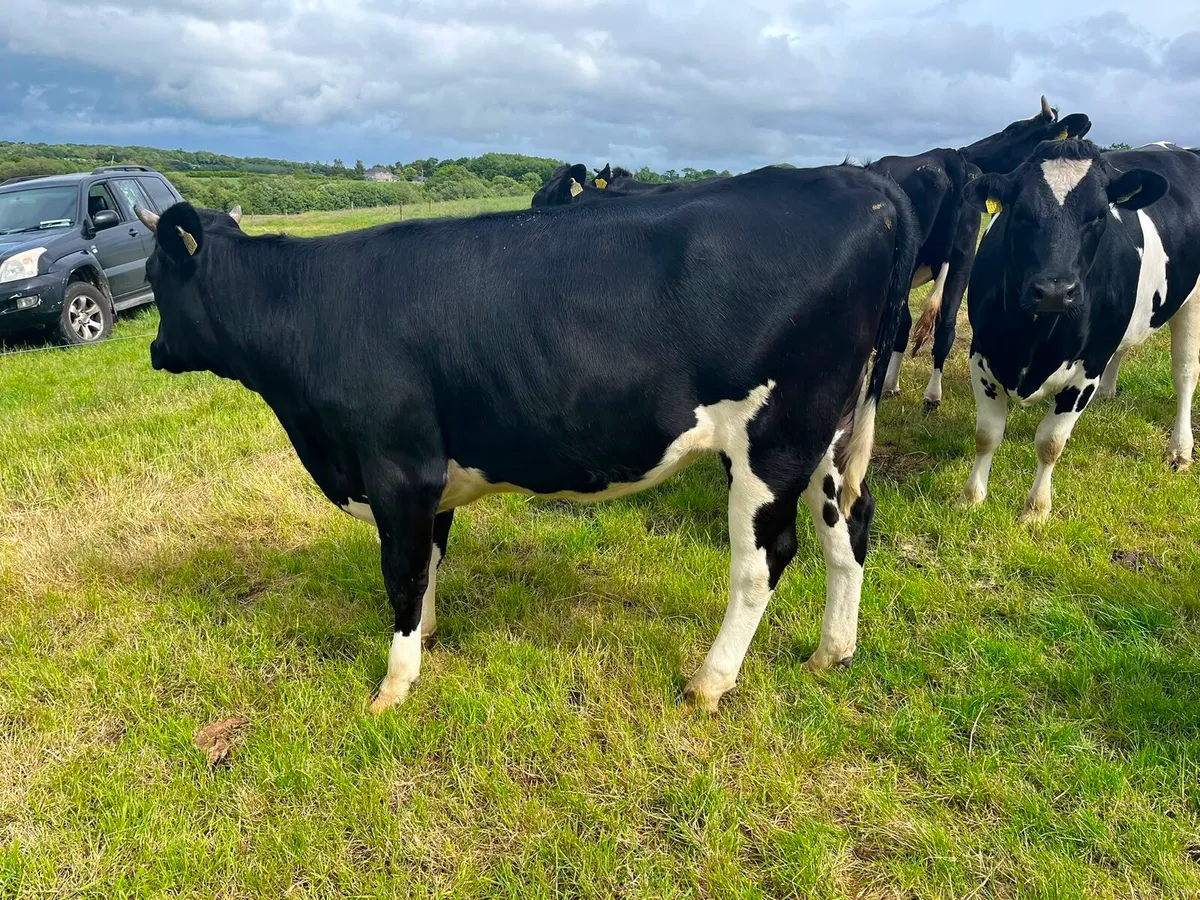 15 Fresian Heifers Enniscorthy Mart 16th June - Image 1