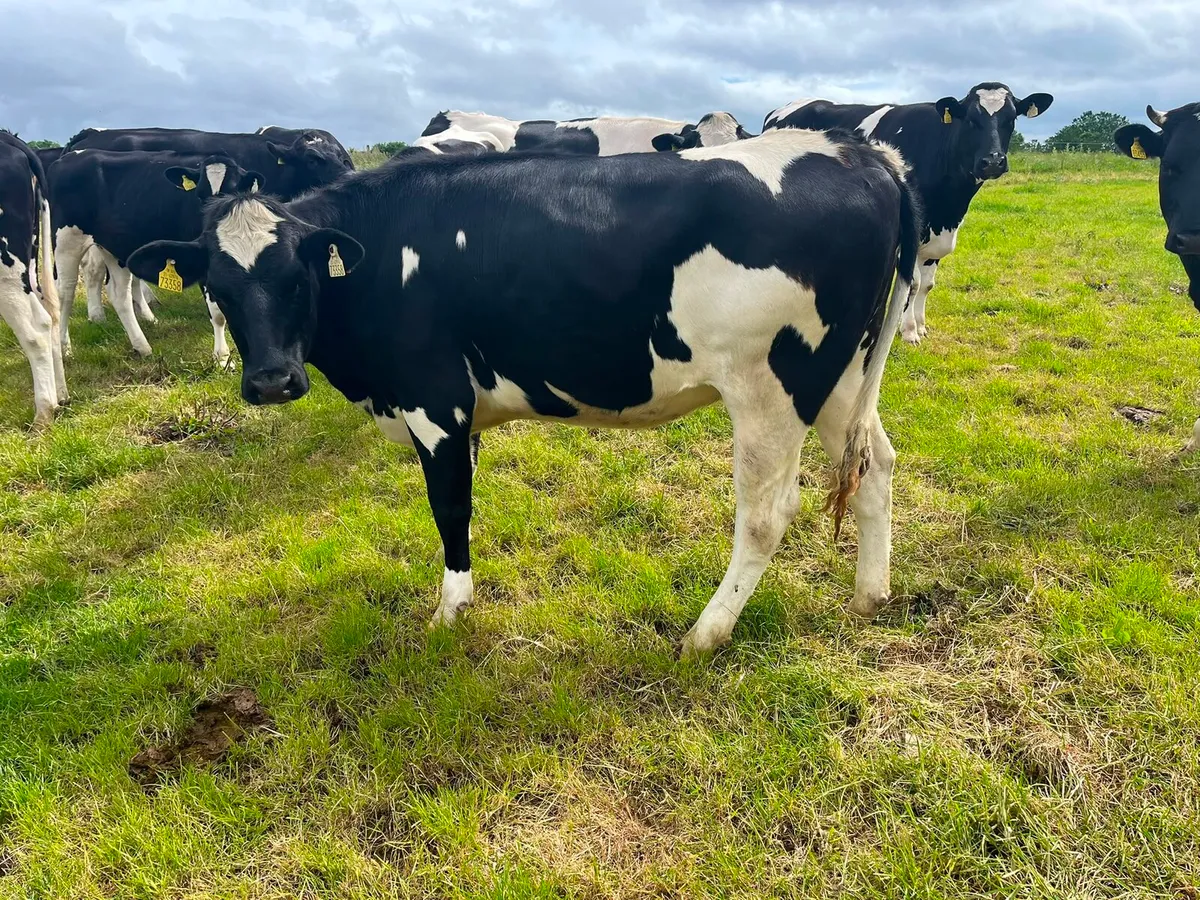 15 Fresian Heifers Enniscorthy Mart 16th June - Image 2