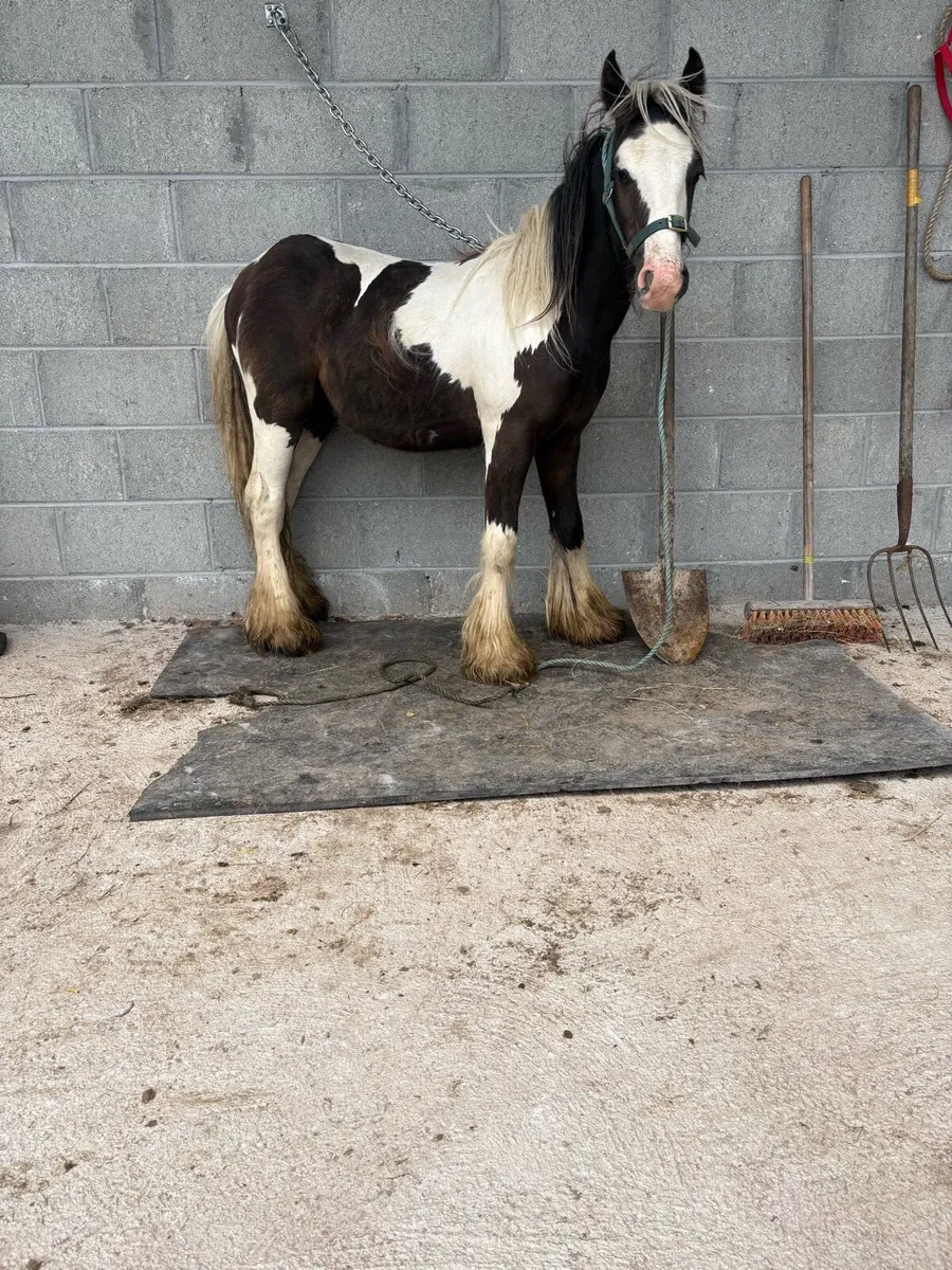 🔴Yearling heavy colt 🔴 - Image 2