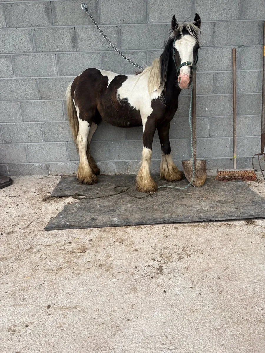 🔴Yearling heavy colt 🔴 - Image 3