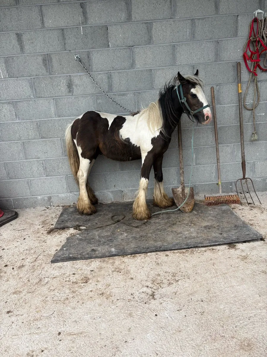 🔴Yearling heavy colt 🔴 - Image 1
