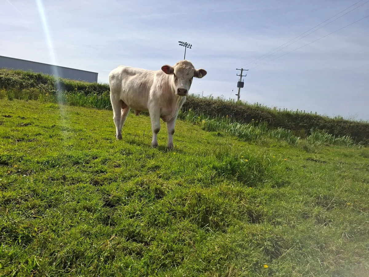 3 PBR shorthorn bulls - Image 3