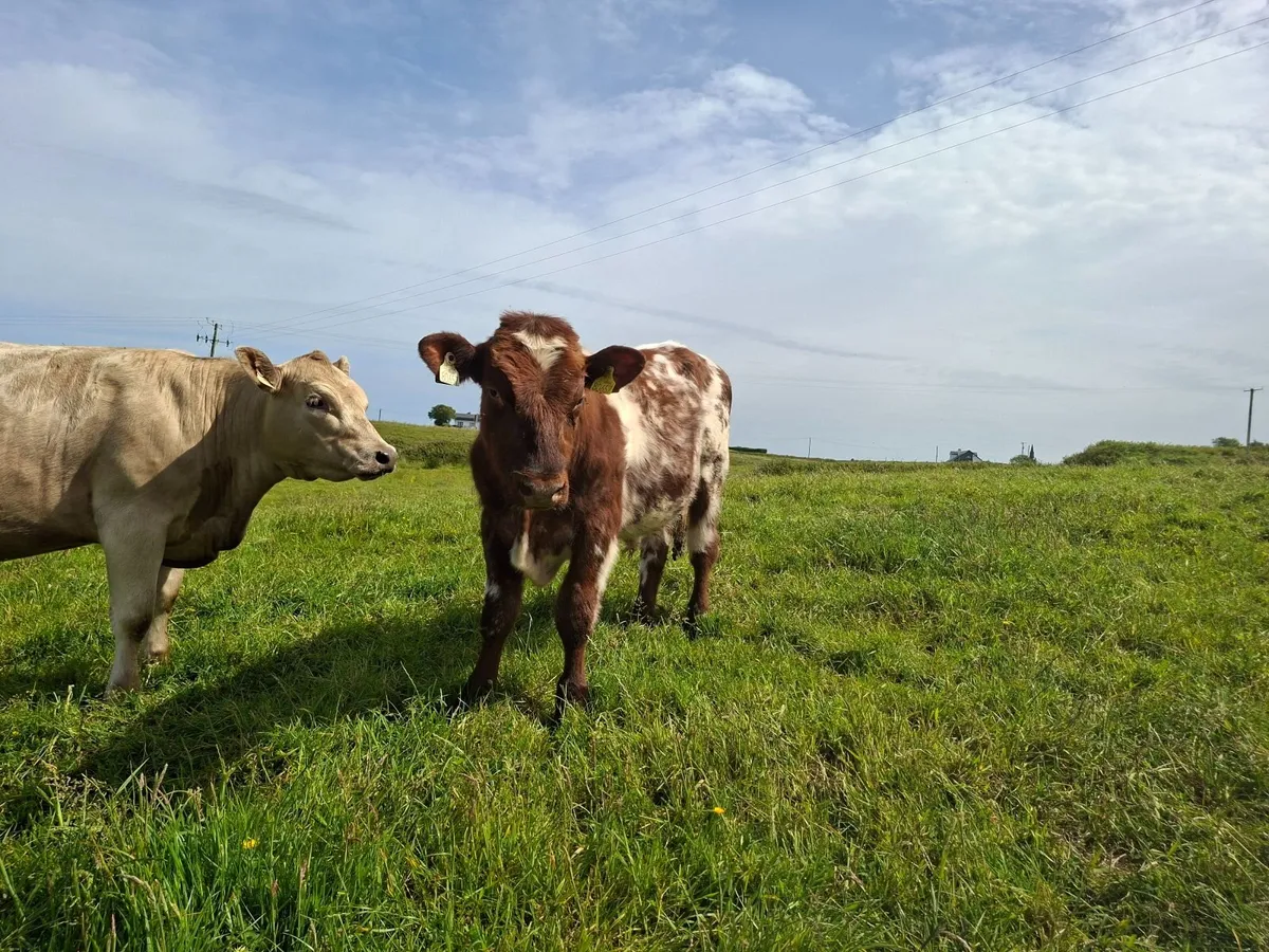 3 PBR shorthorn bulls - Image 4
