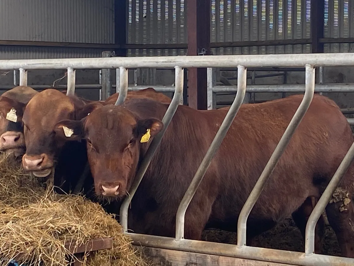 Red Angus bulls - Image 2