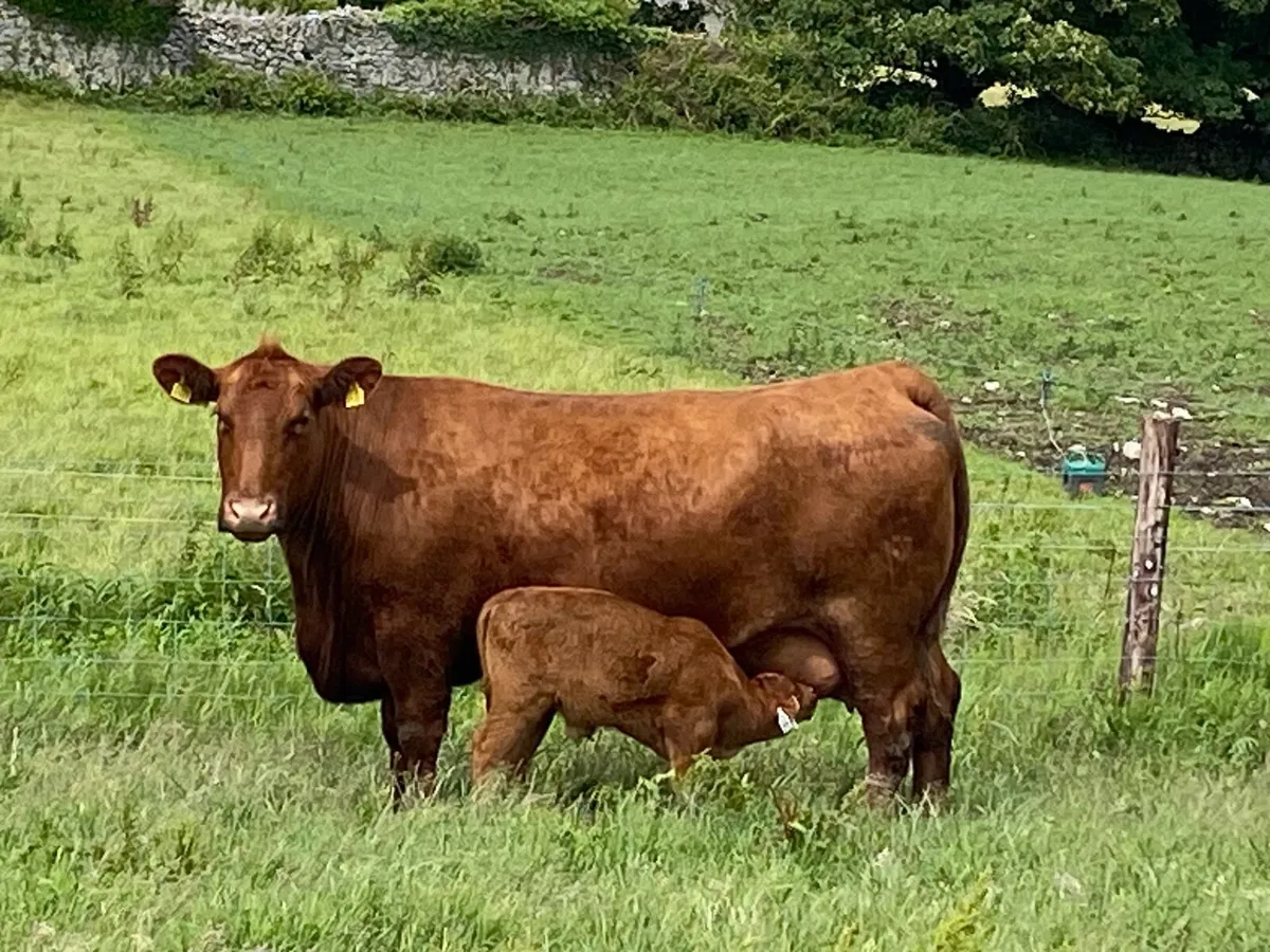Red Angus bulls - Image 3