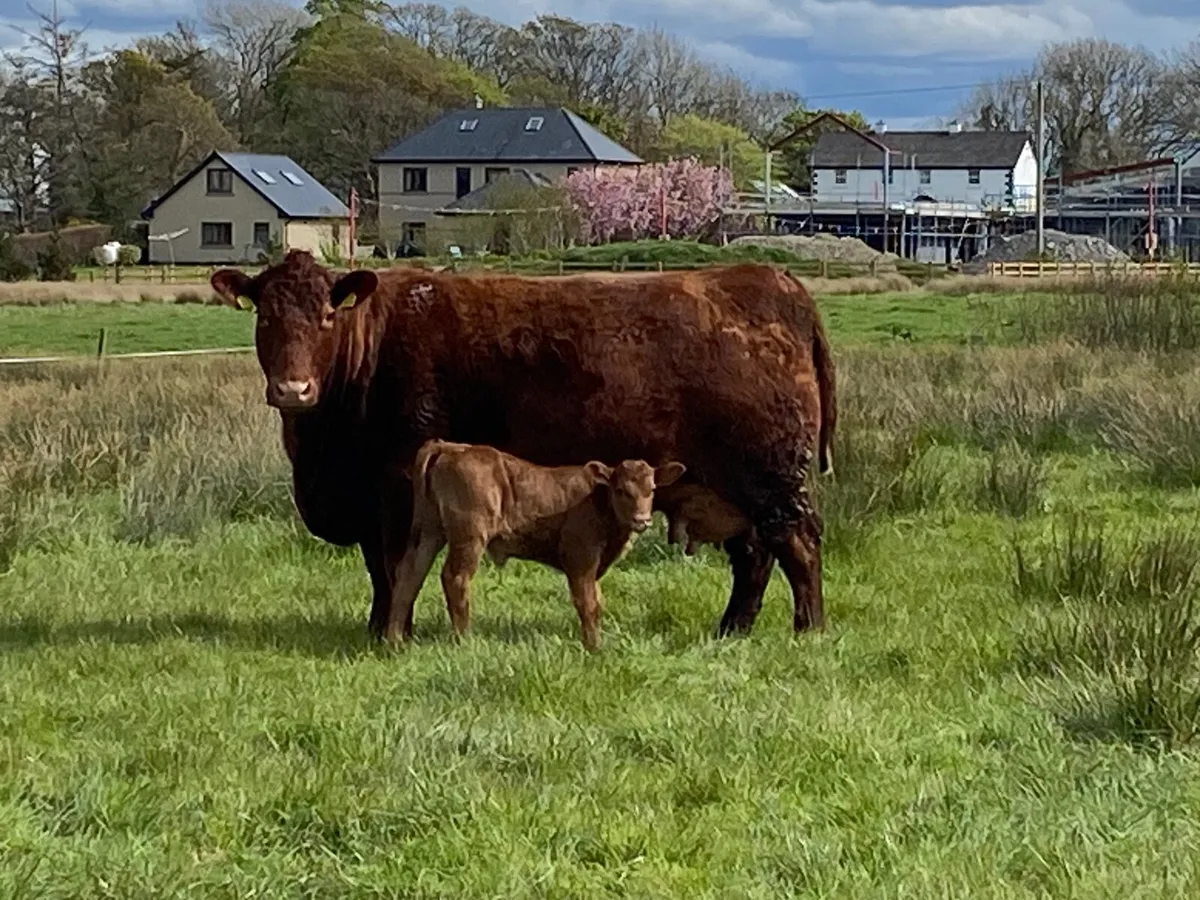 Red Angus bulls - Image 4