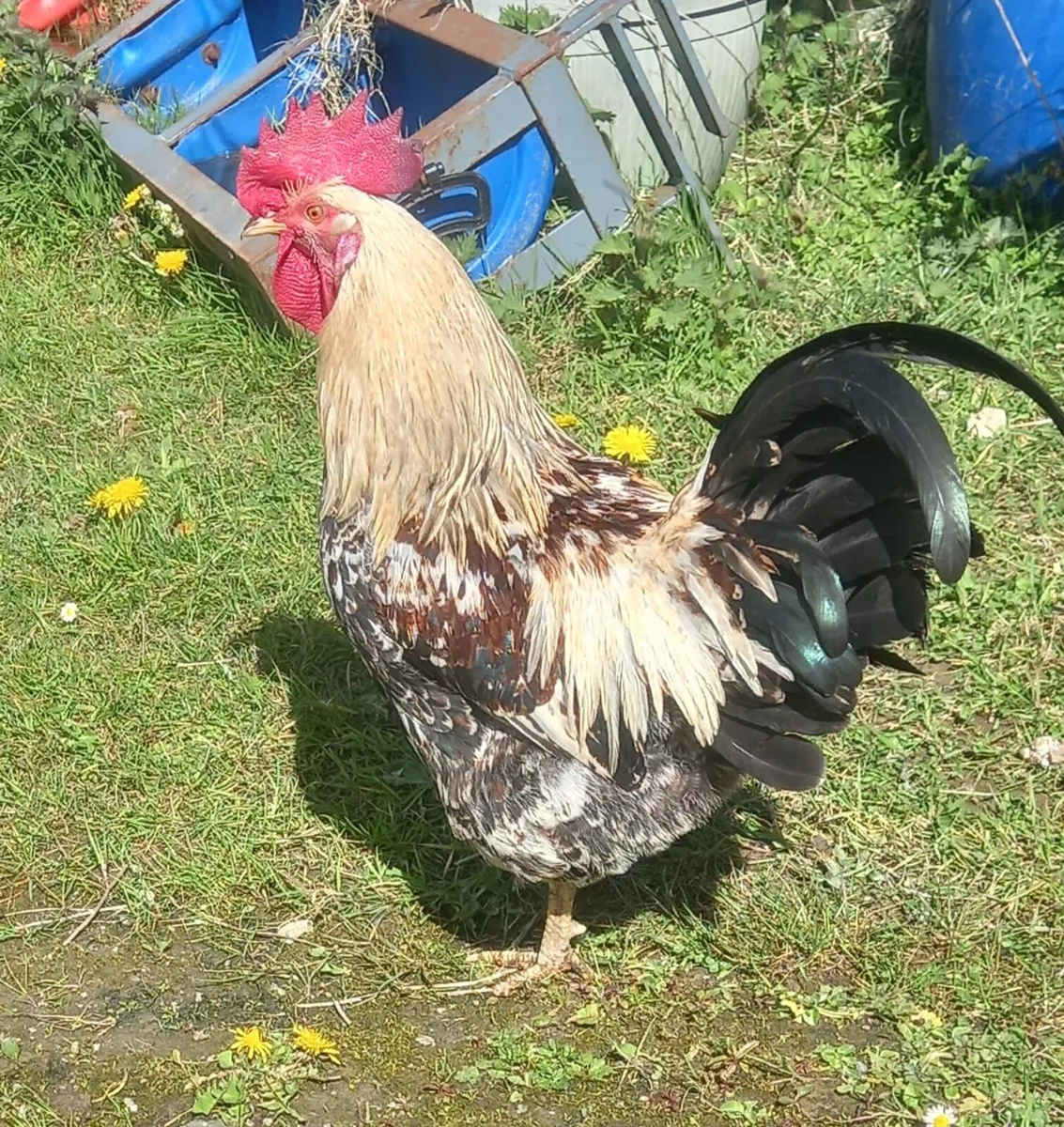 Chickens - Image 3