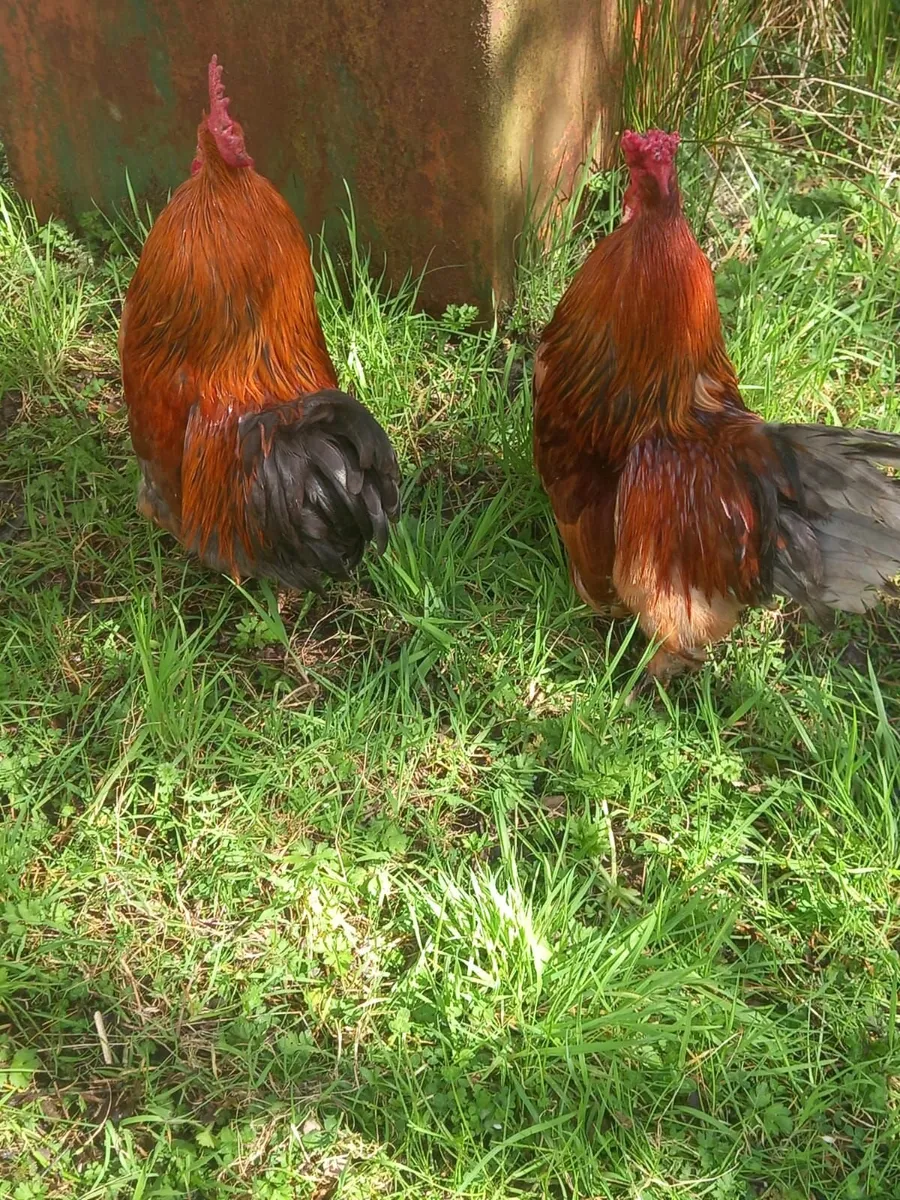 Chickens - Image 4