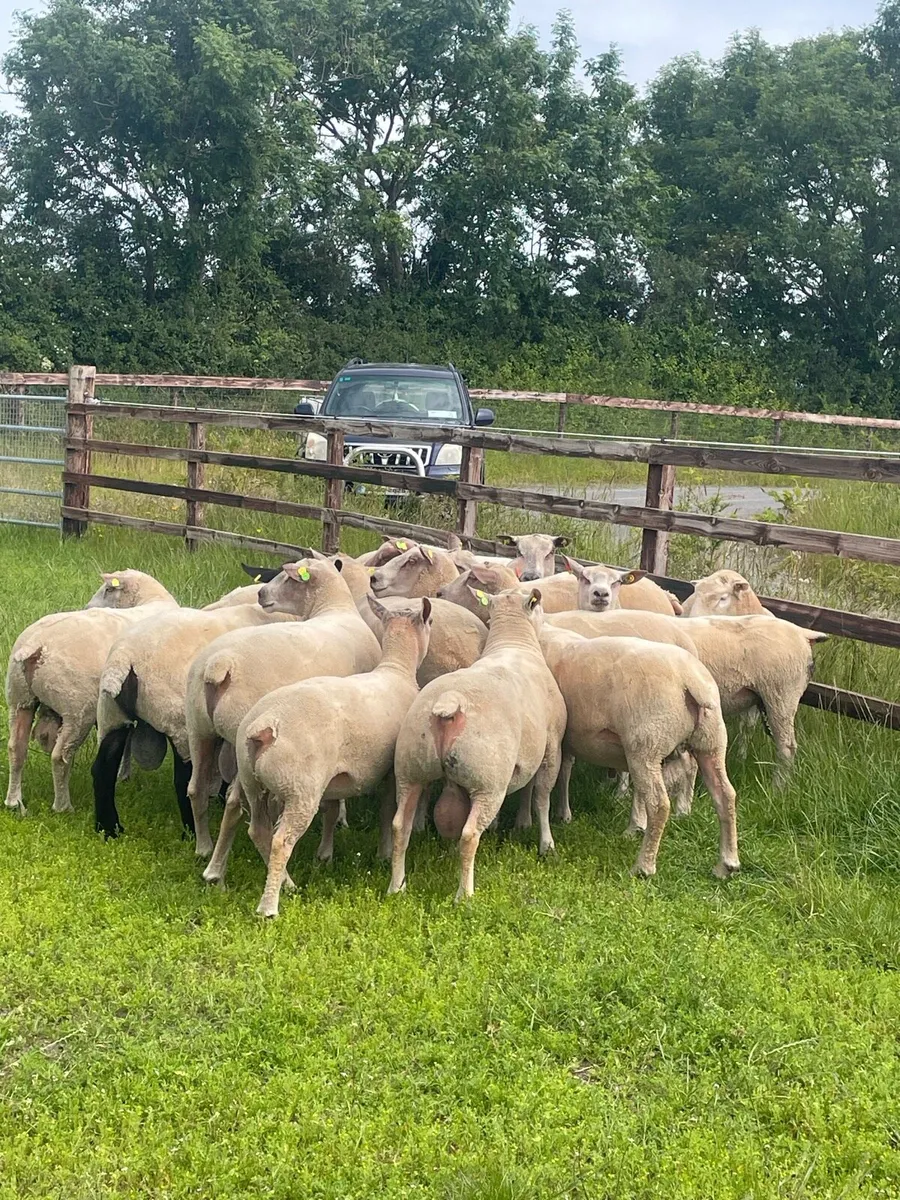 Hogget Rams - Image 1