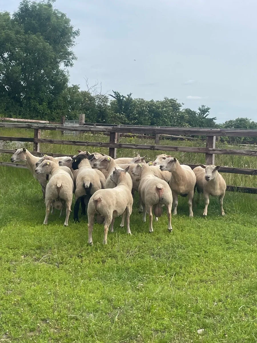 Hogget Rams - Image 2