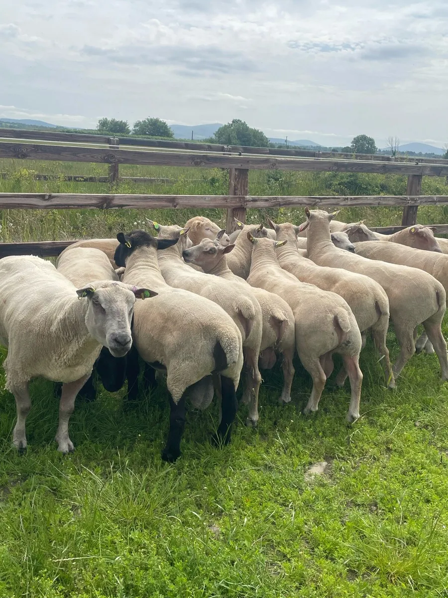 Hogget Rams - Image 3