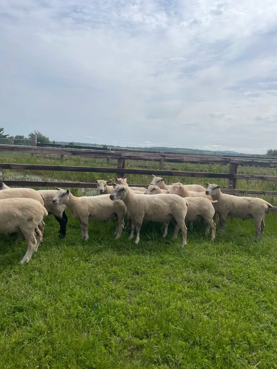 Hogget Rams - Image 4