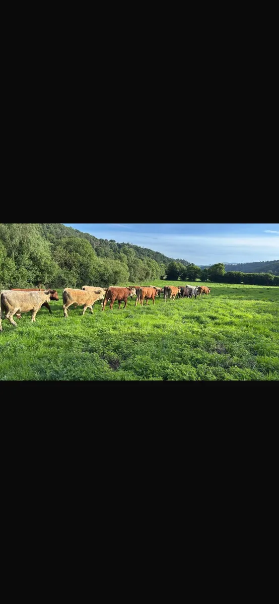 25 continental bulls - Image 2