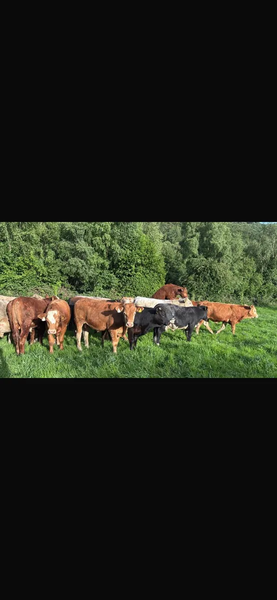 25 continental bulls - Image 1