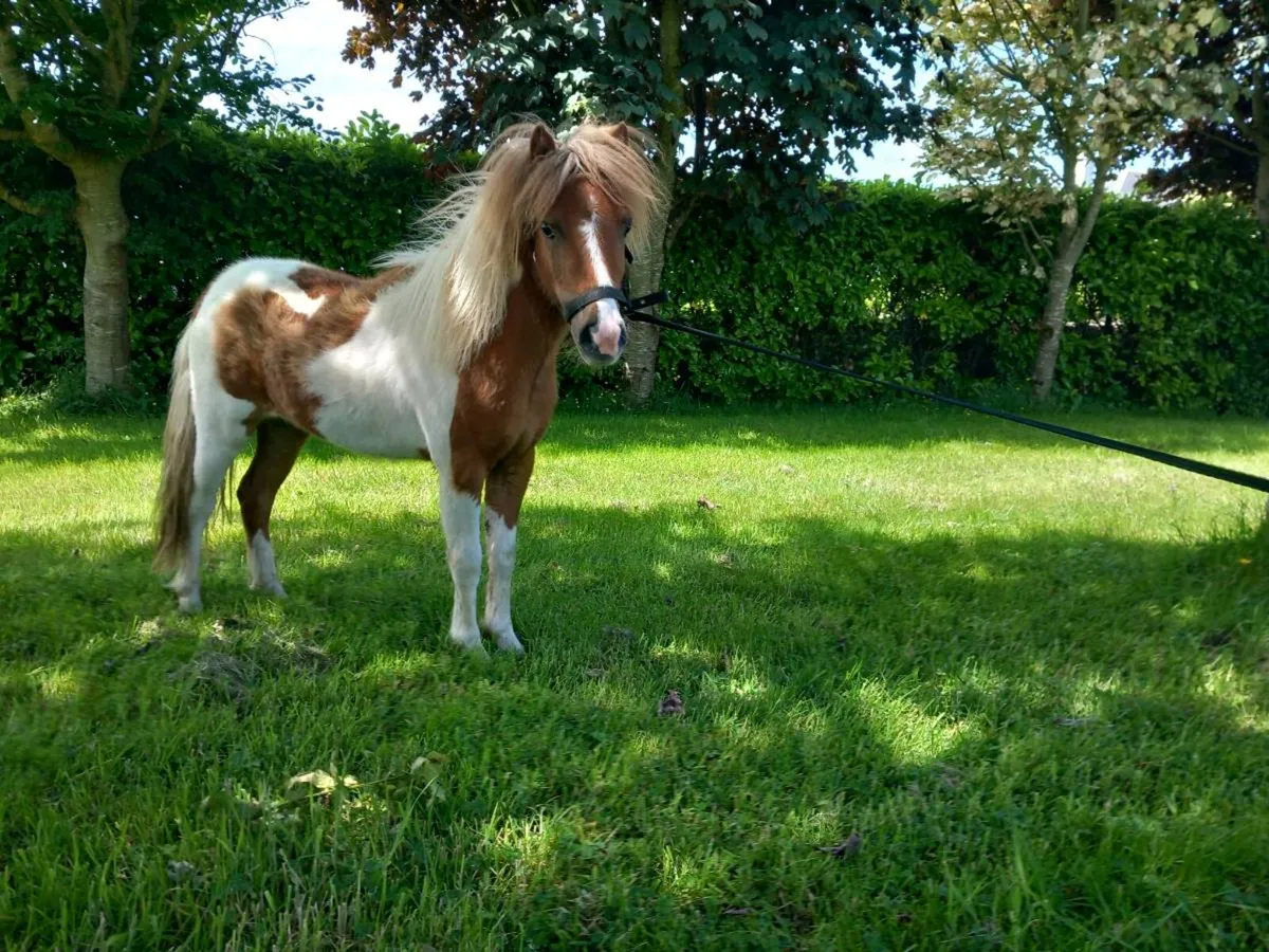 2 Miniture Ponies - Image 2