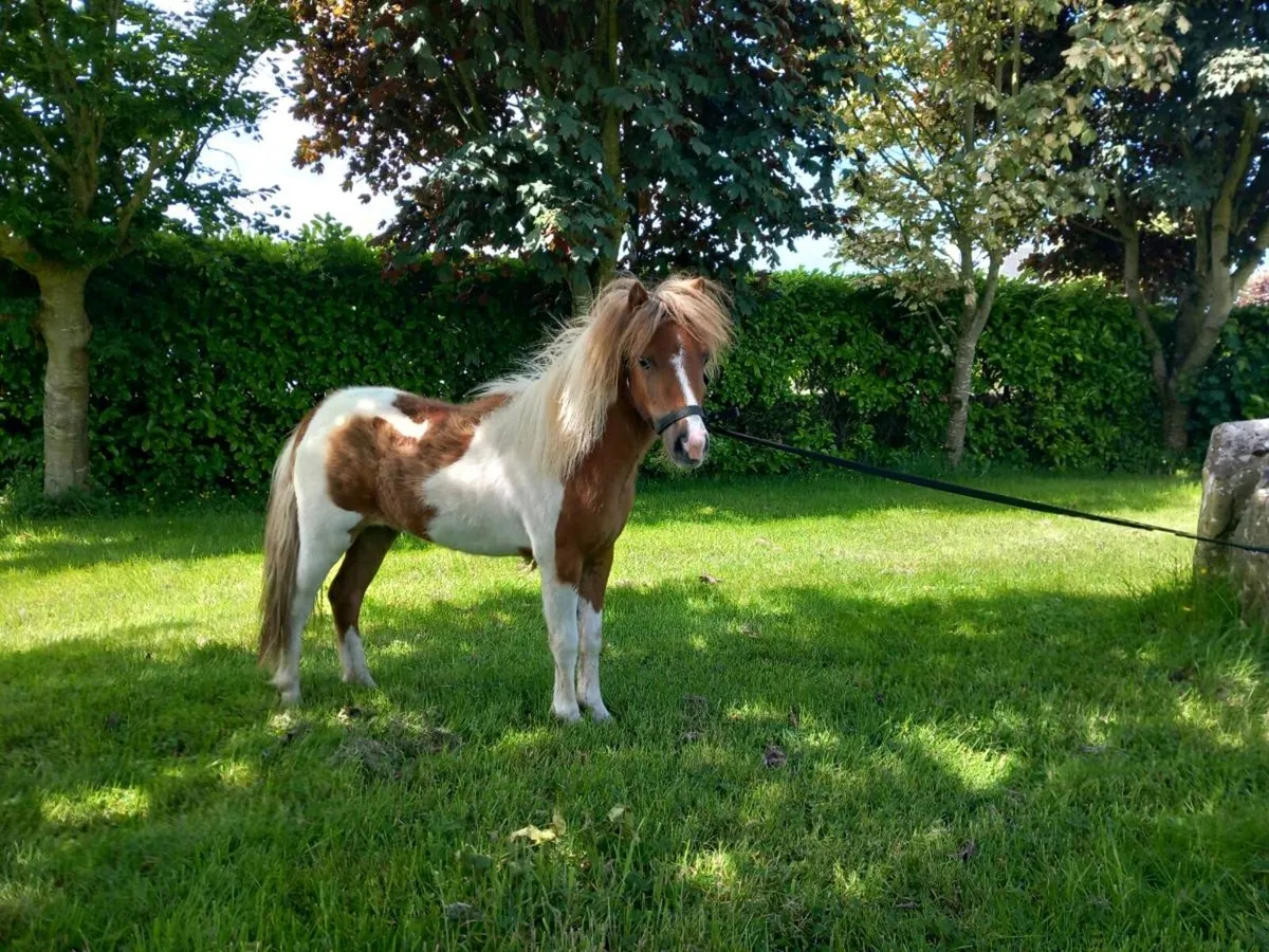 2 Miniture Ponies - Image 3