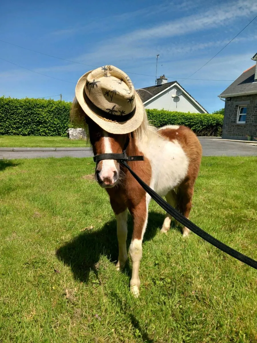 2 Miniture Ponies - Image 1