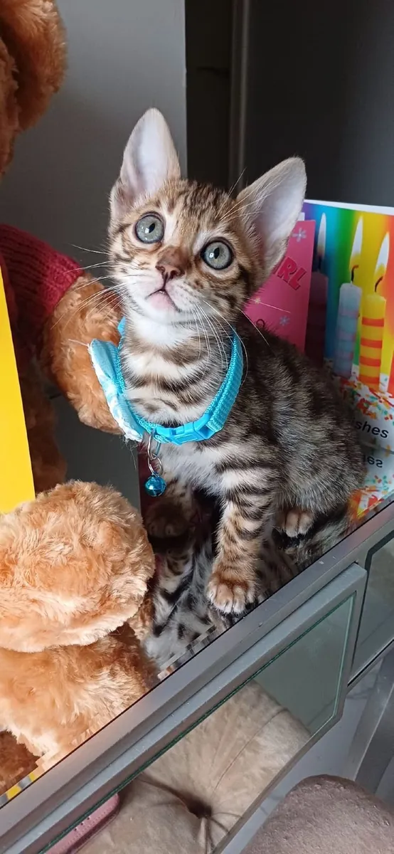 Amazing Purebred Bengal kittens - Image 4