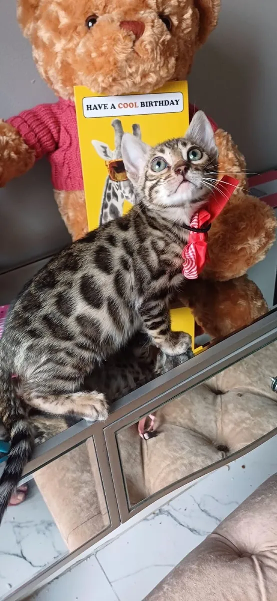 Amazing Purebred Bengal kittens - Image 3