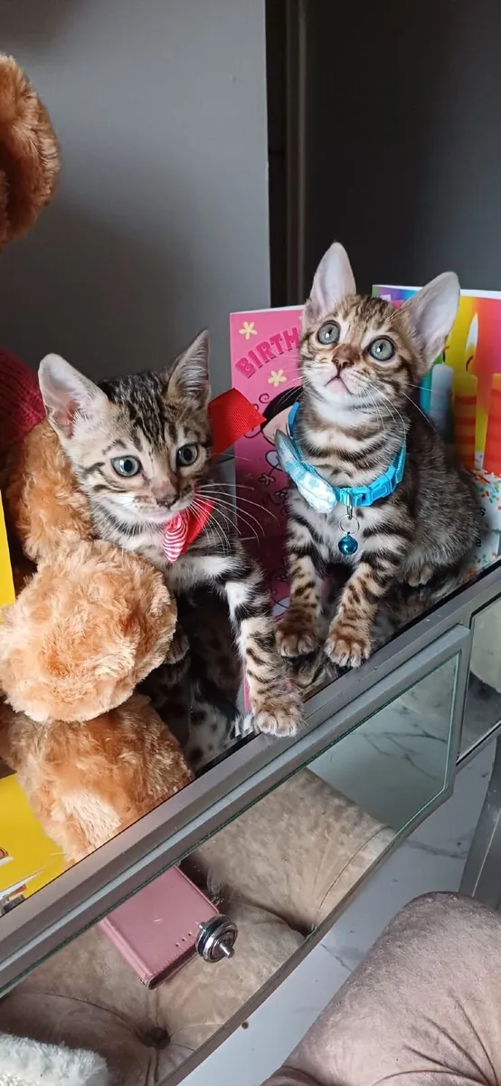 Amazing Purebred Bengal kittens - Image 2