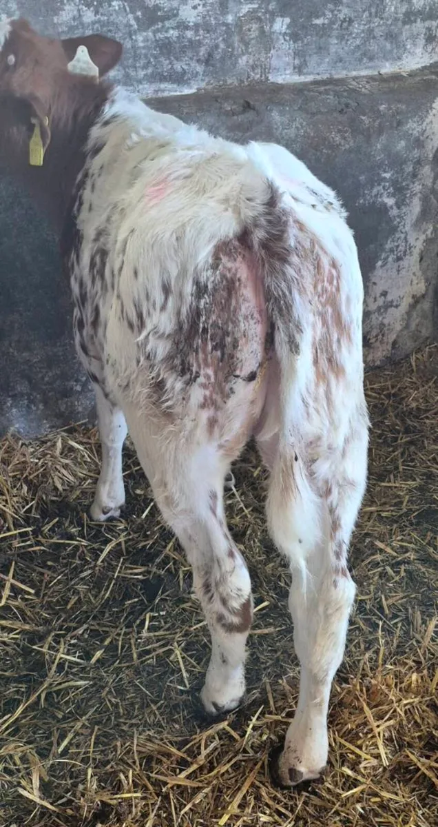 RED BBX HEIFER REARED CALF - Image 2