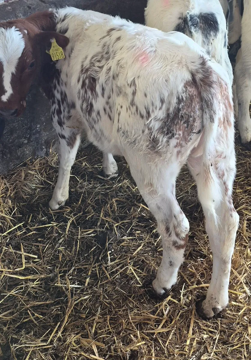 RED BBX HEIFER REARED CALF - Image 3
