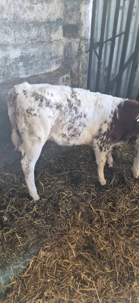 RED BBX HEIFER REARED CALF - Image 4