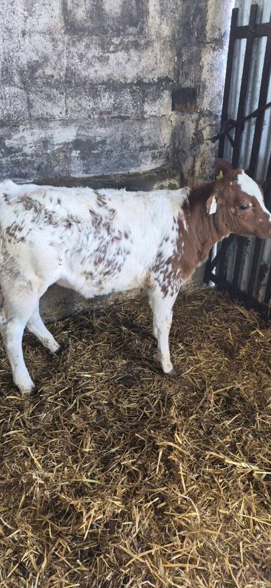 RED BBX HEIFER REARED CALF - Image 1