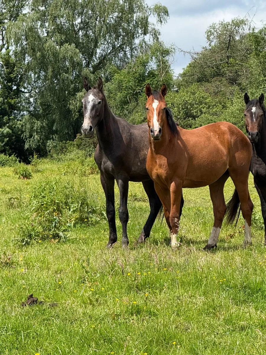 2 year old horse - Image 1