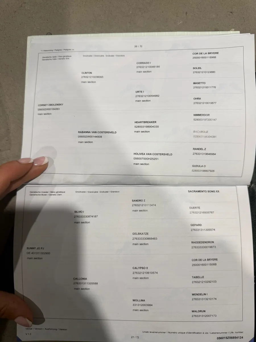 2 year old horse - Image 2