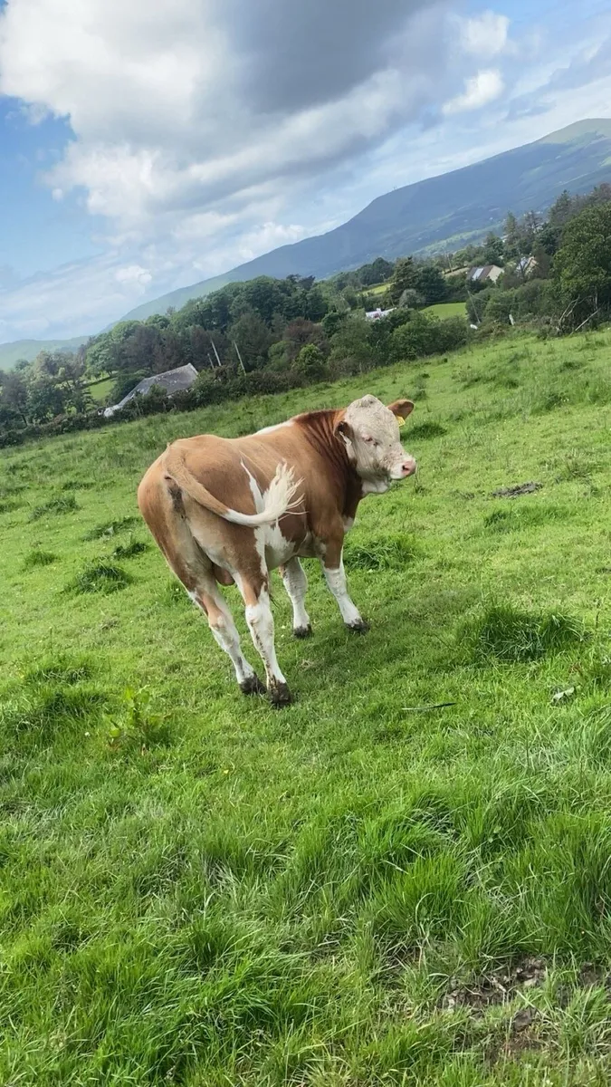 Pedigree Simmental Bull - Image 1