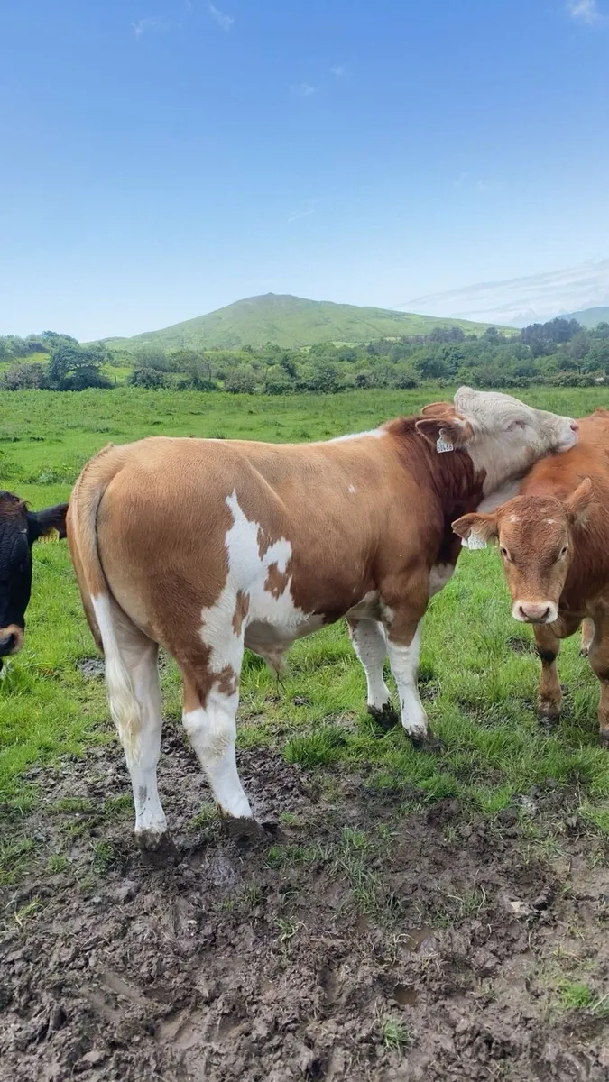 Pedigree Simmental Bull - Image 2