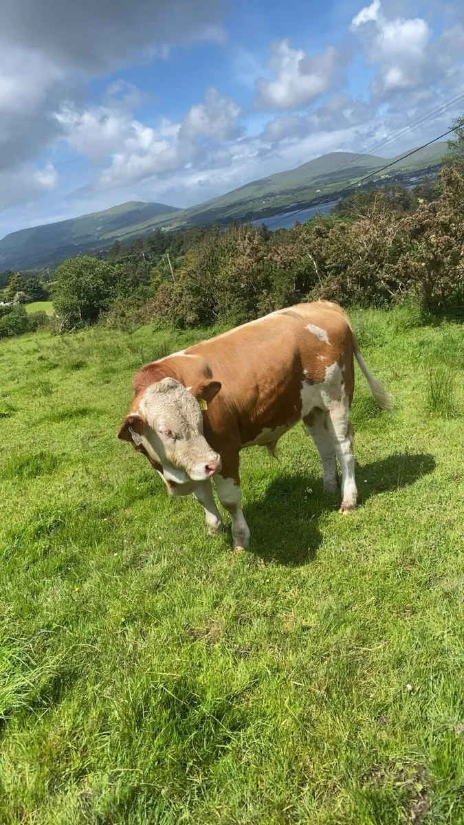 Pedigree Simmental Bull - Image 3