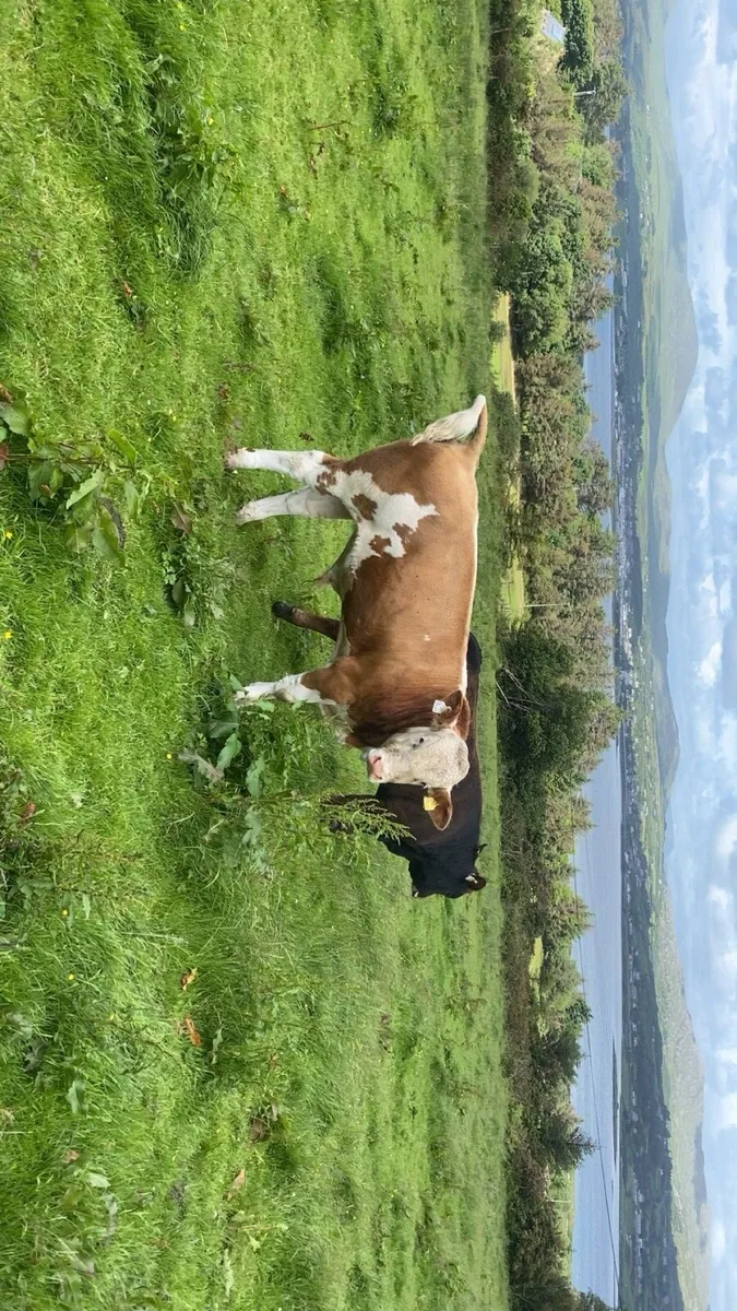 Pedigree Simmental Bull - Image 4