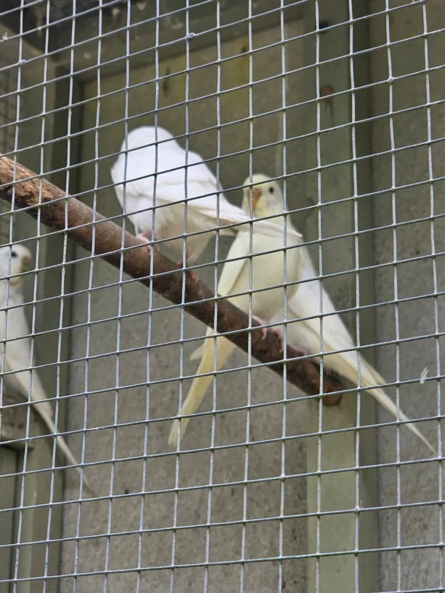 Female budgies - Image 1
