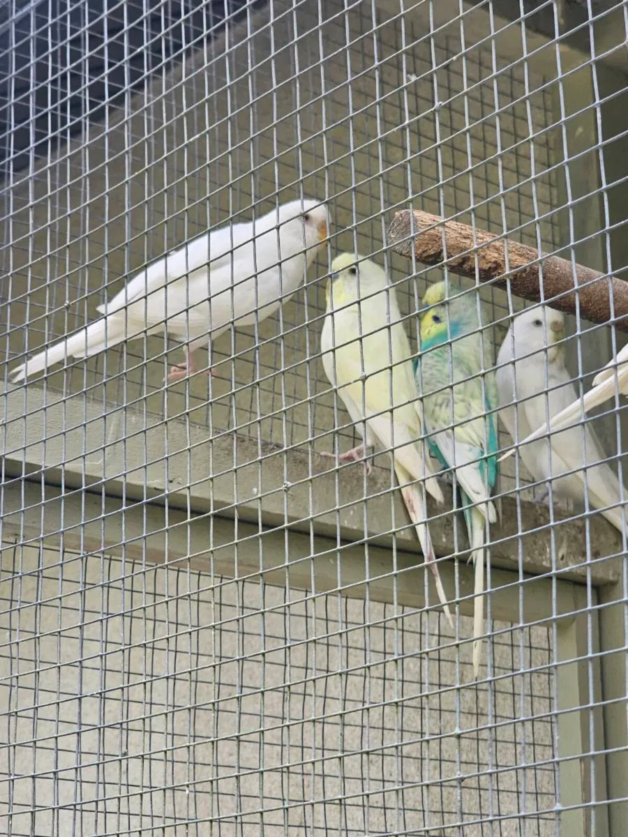 Female budgies - Image 2