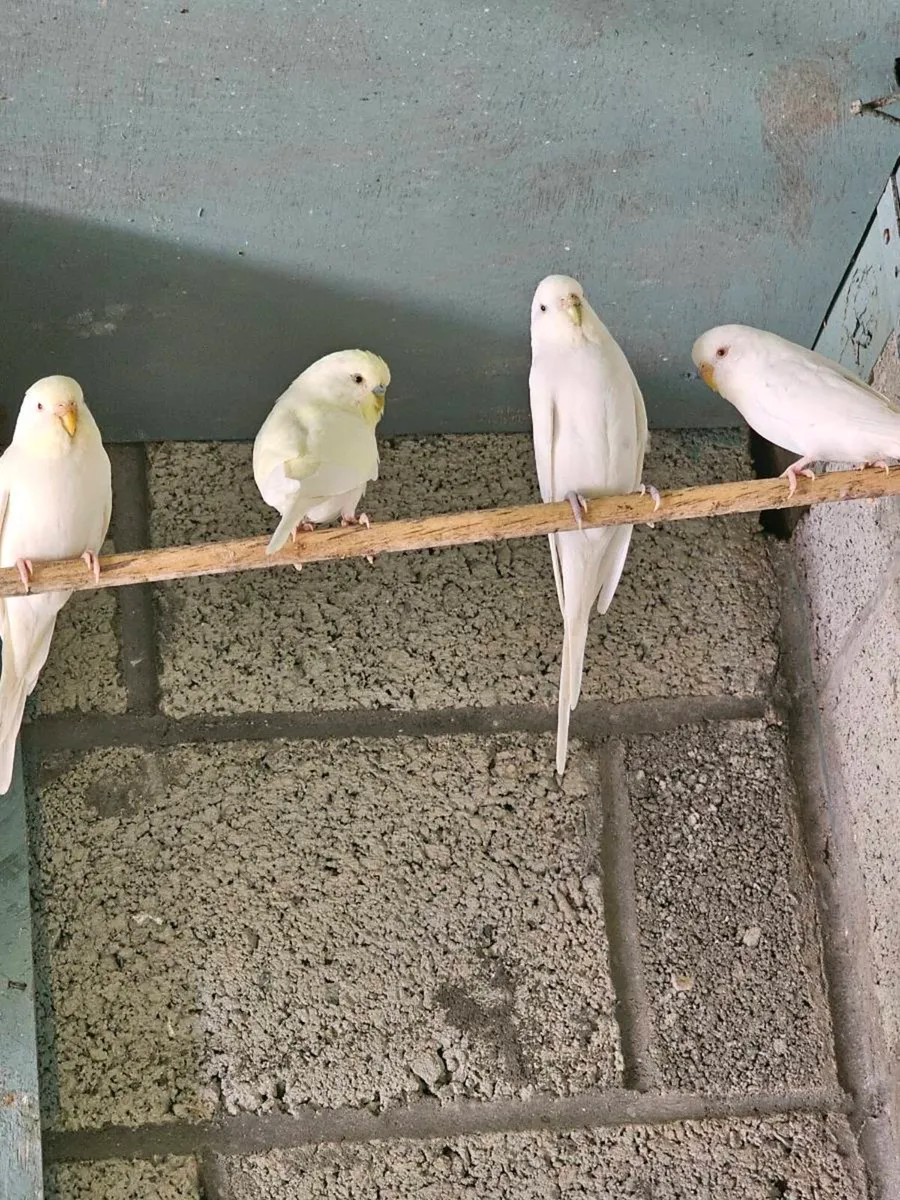 Female budgies - Image 4
