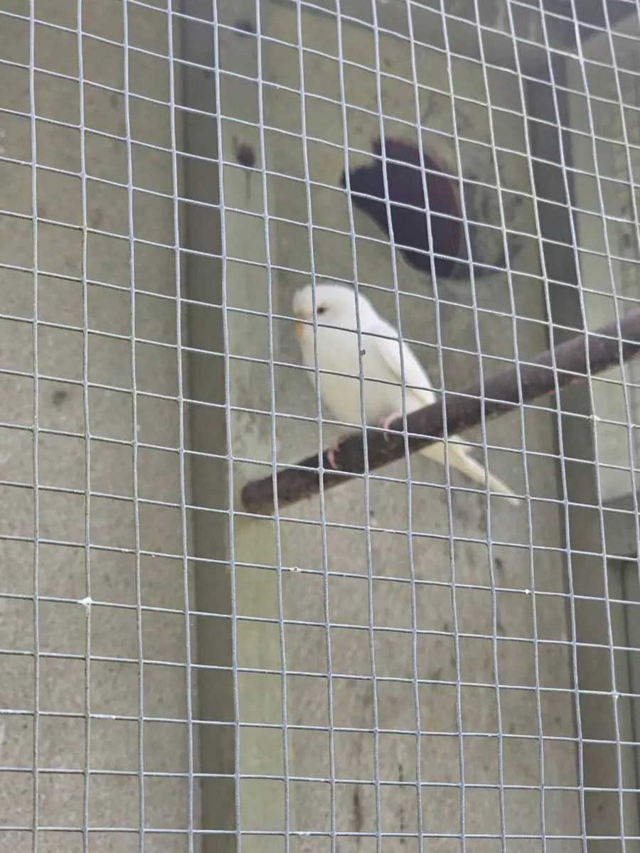 Female budgies - Image 3