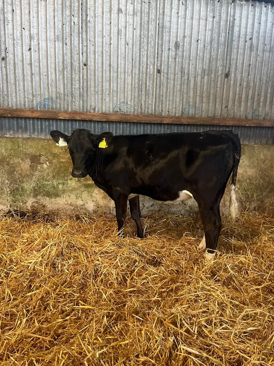 Dairy heifer calf - Image 1