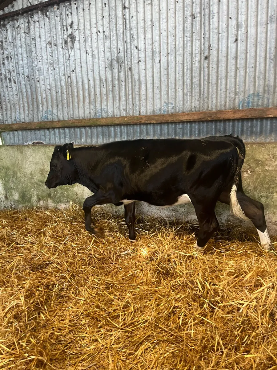 Dairy heifer calf - Image 2