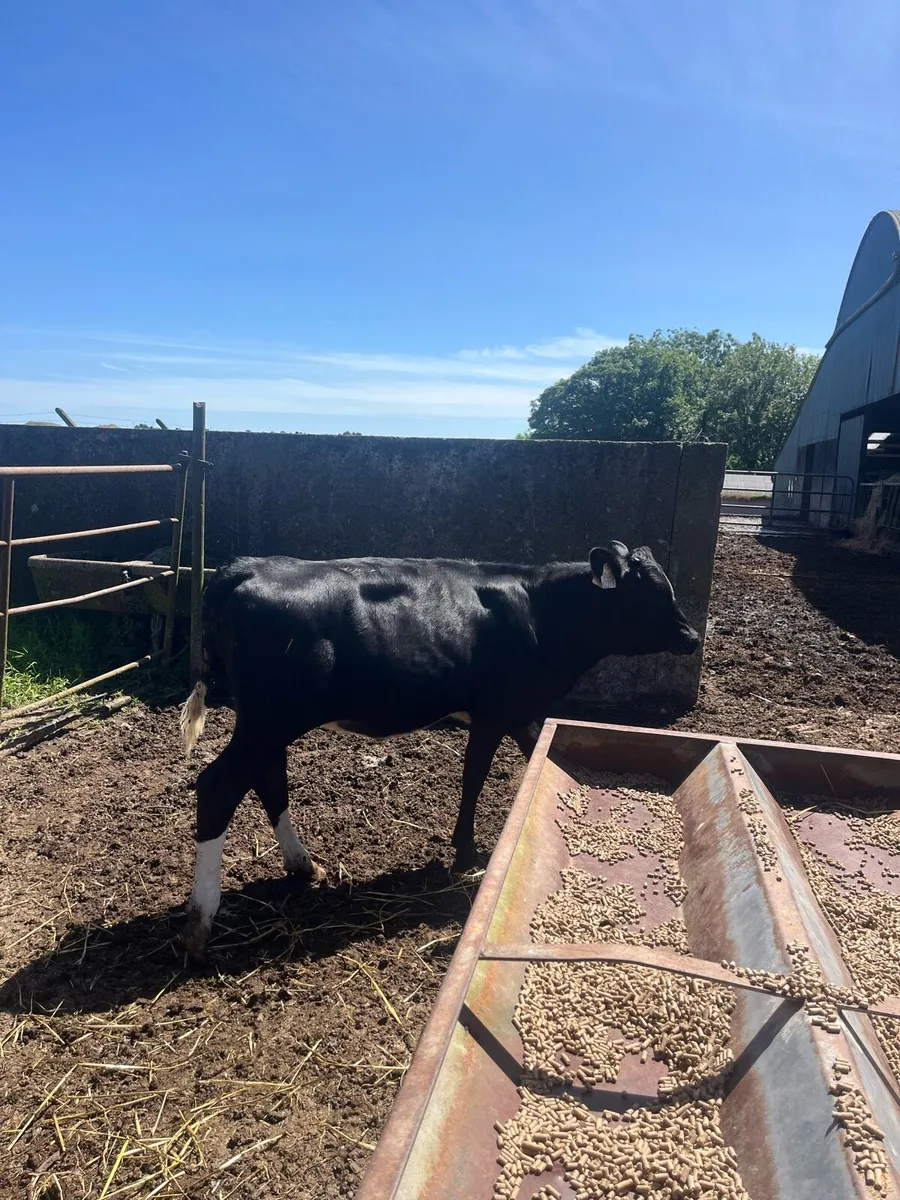 Dairy heifer calf - Image 3