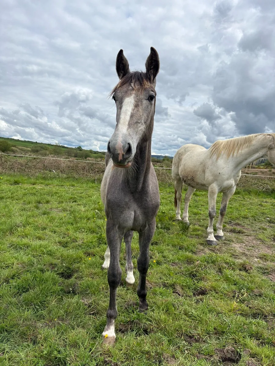 Irish Draught yearling filly - Image 1