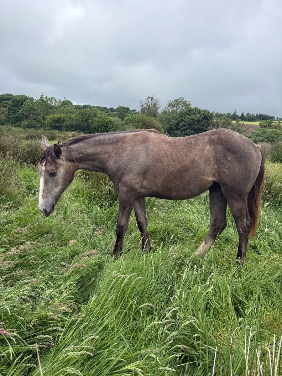 Irish Draught yearling filly - Image 2