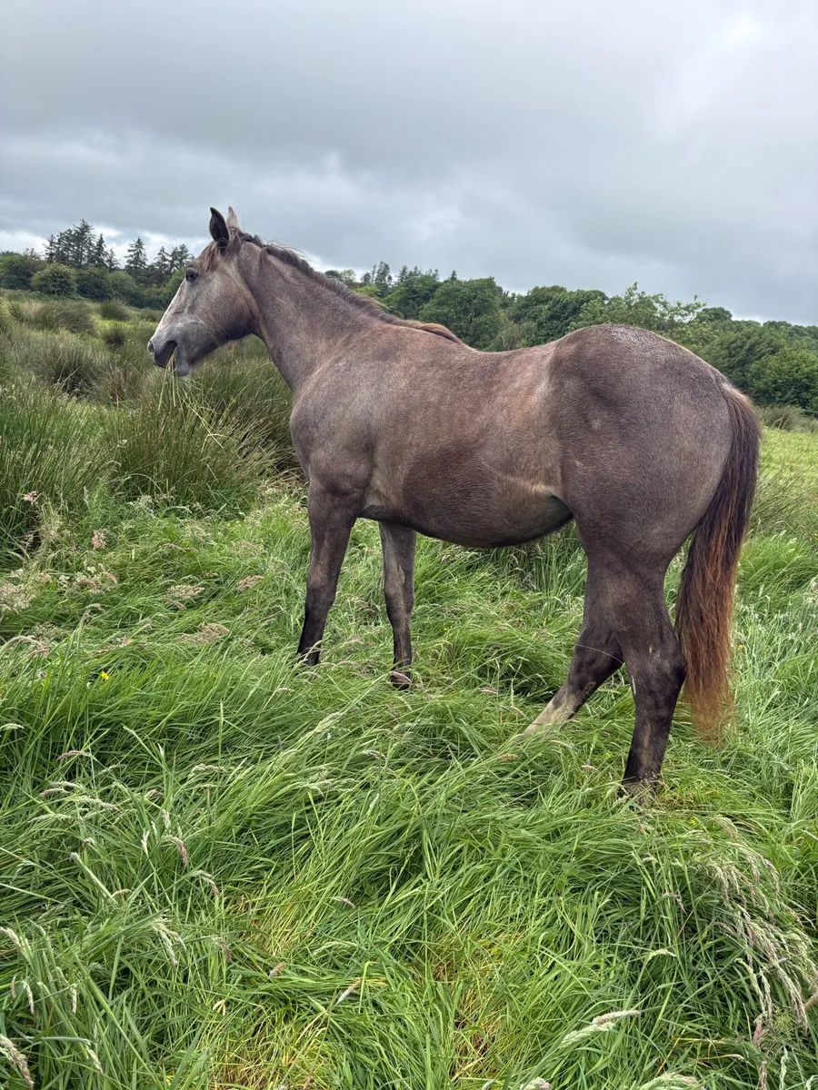 Irish Draught yearling filly - Image 3